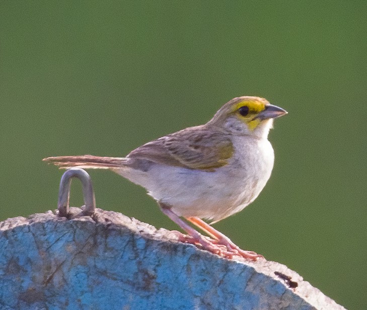 Yellow-browed Sparrow - José Martín