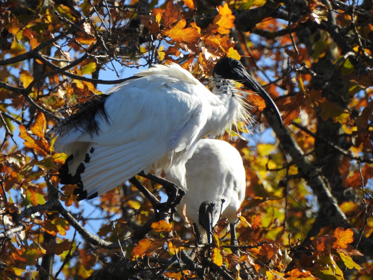 Australian Ibis - Kerry Vickers