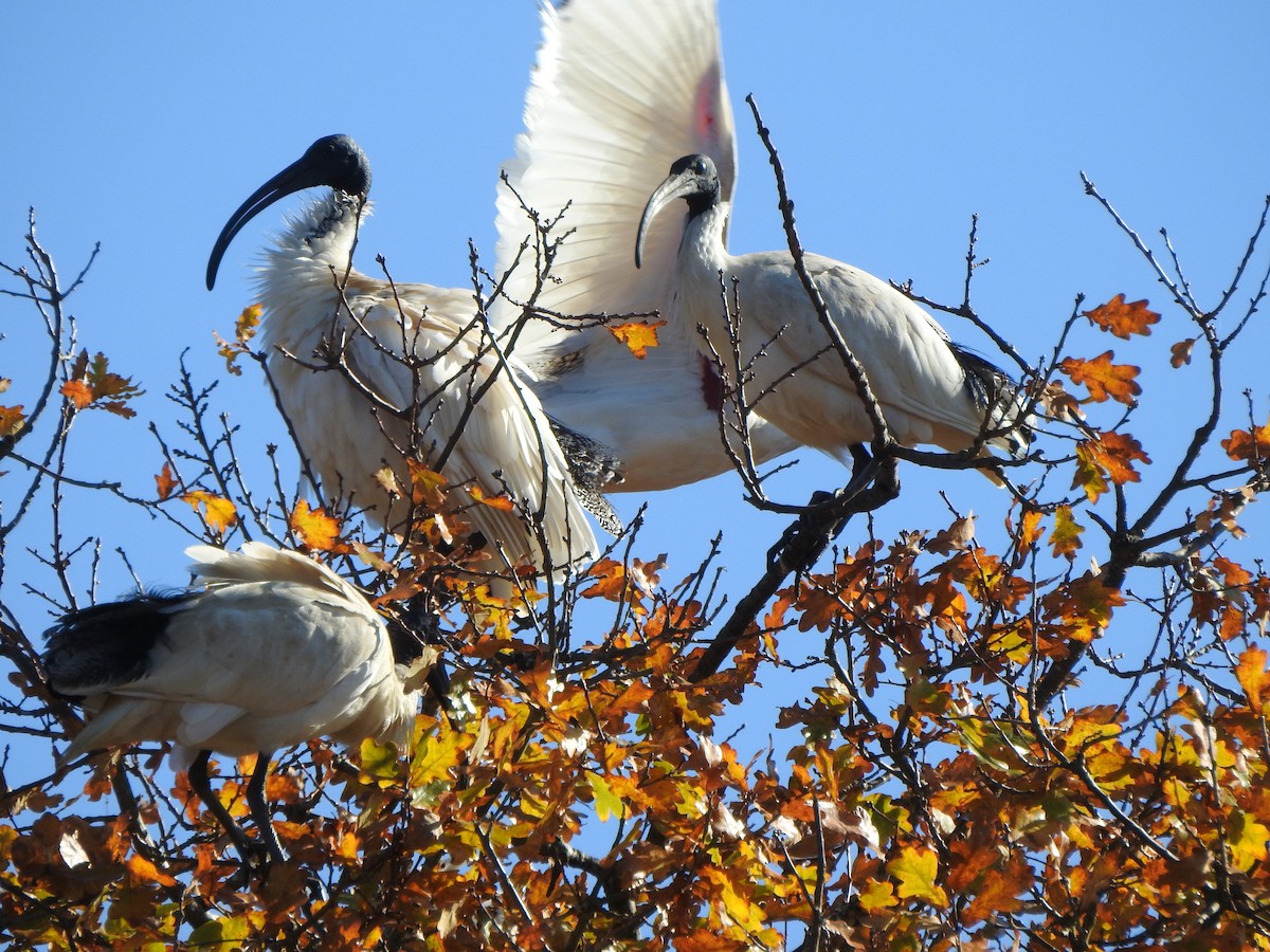 Australian Ibis - Kerry Vickers