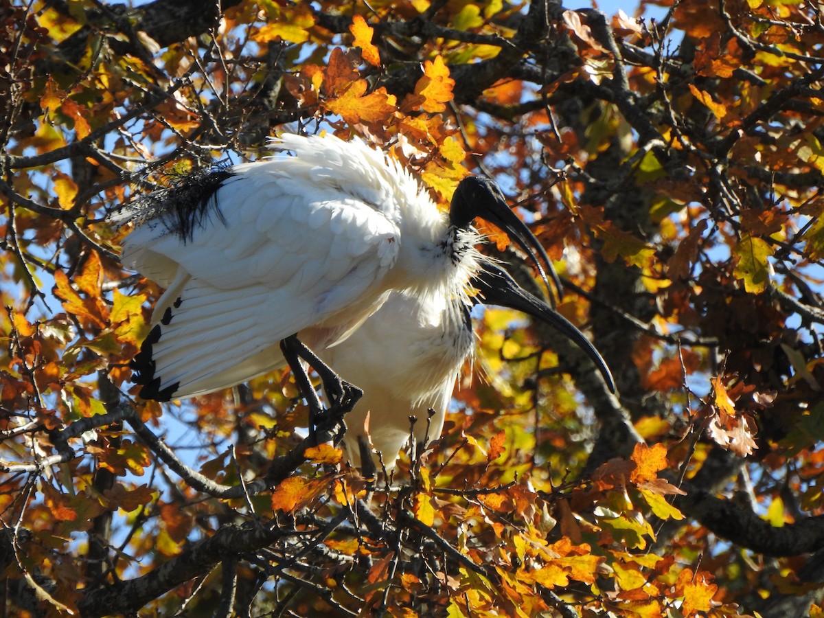 Australian Ibis - Kerry Vickers