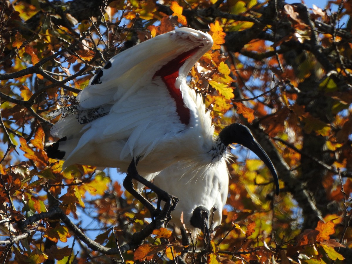 Australian Ibis - Kerry Vickers