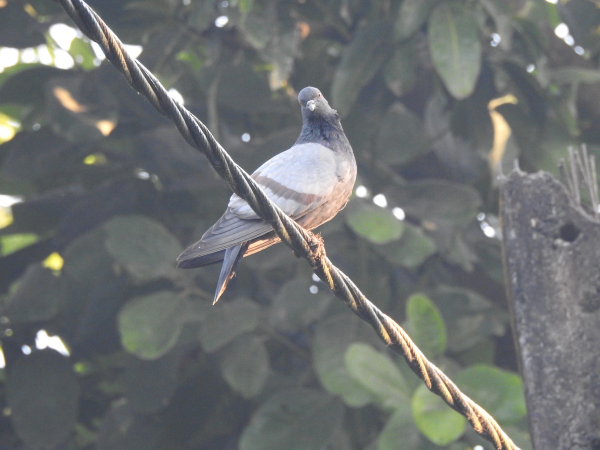 Rock Pigeon (Feral Pigeon) - Selvaganesh K