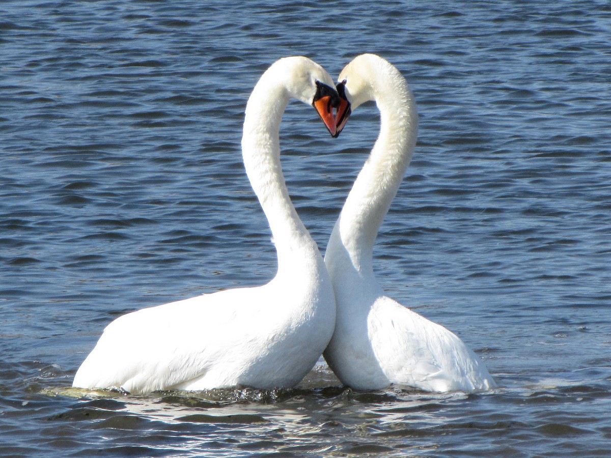 Mute Swan - Peter Milinets-Raby