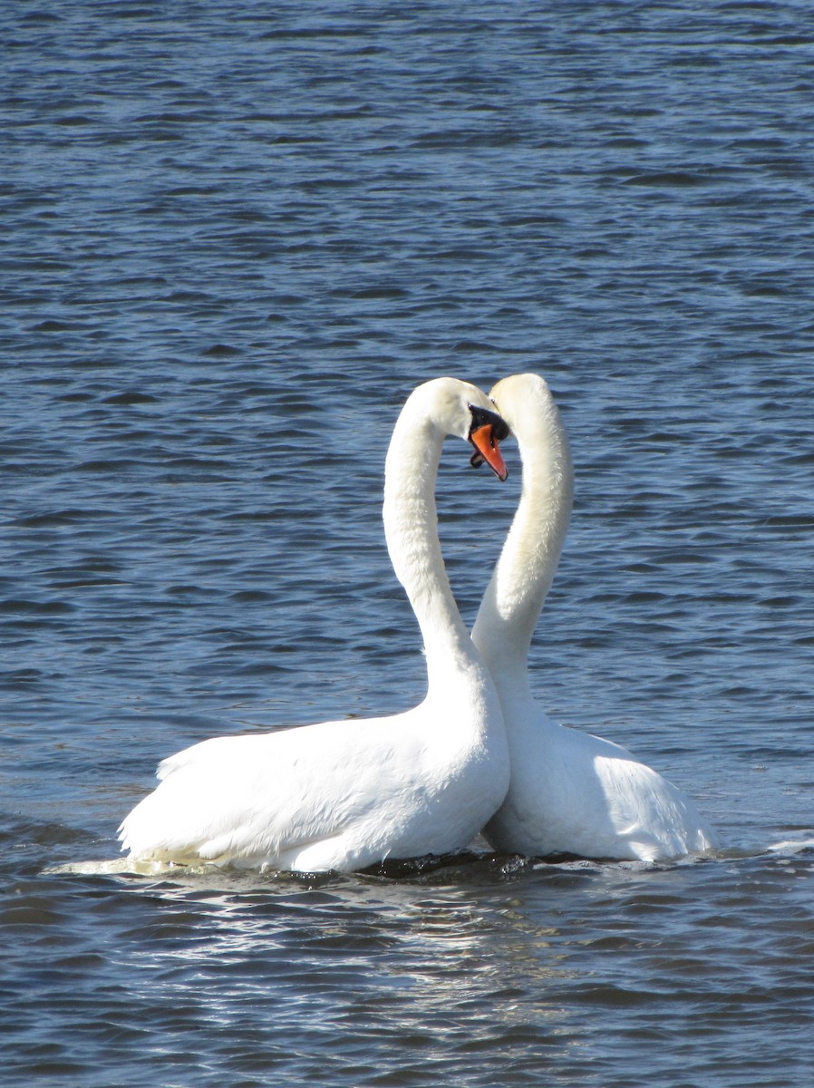 Mute Swan - Peter Milinets-Raby