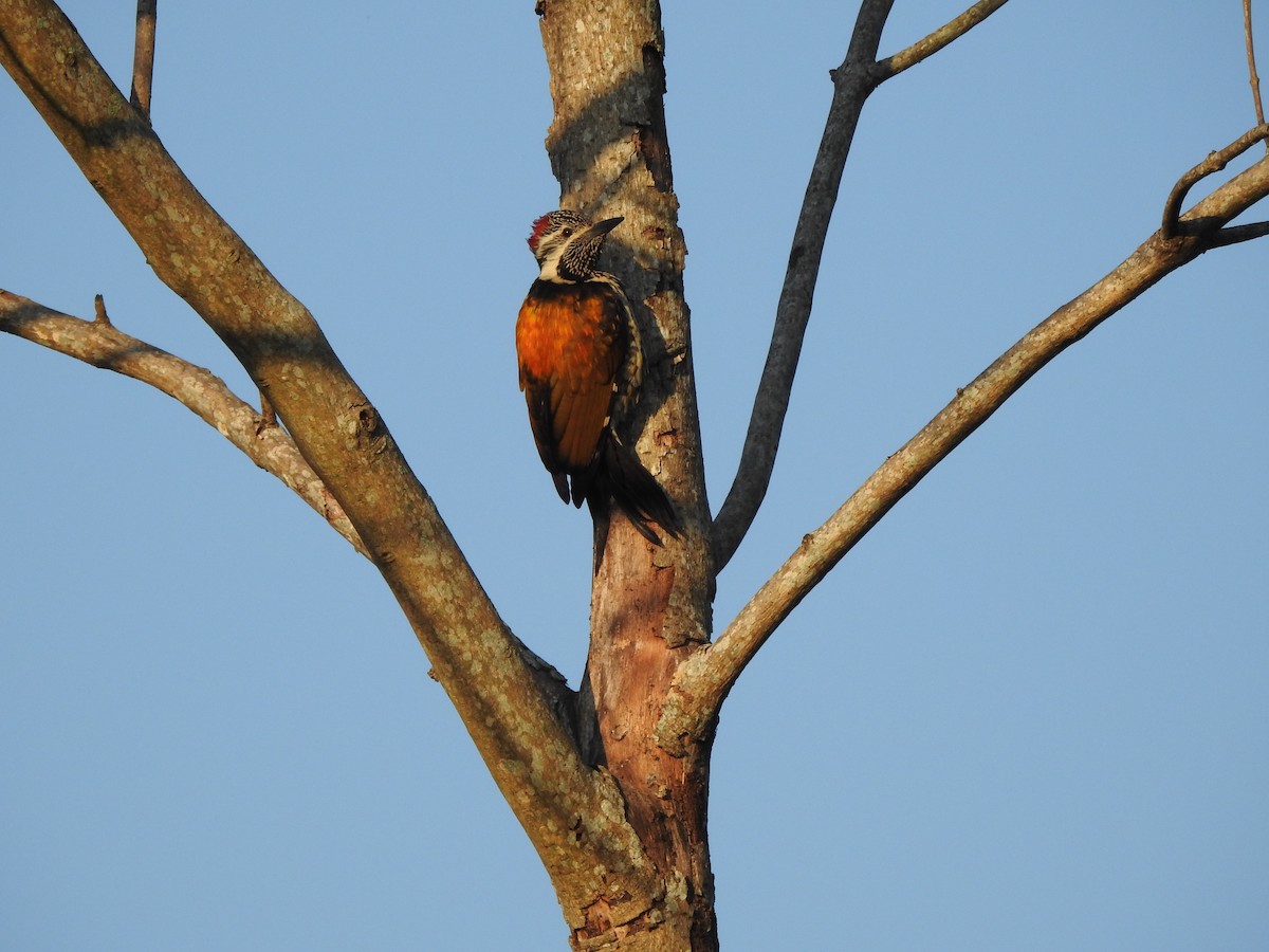 Black-rumped Flameback - Selvaganesh K