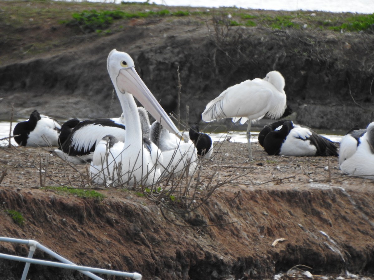 Yellow-billed Spoonbill - DS Ridley