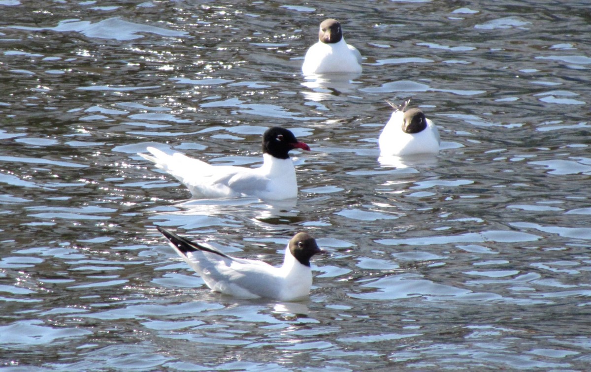 Mediterranean Gull - Peter Milinets-Raby