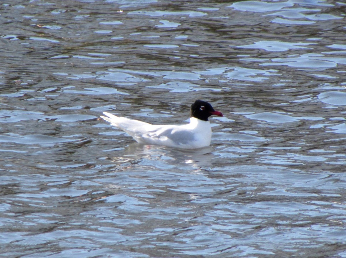 Mediterranean Gull - Peter Milinets-Raby