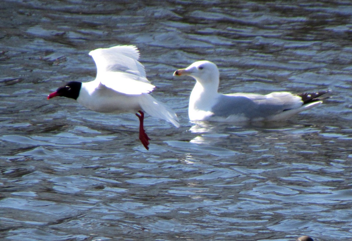 Mediterranean Gull - Peter Milinets-Raby