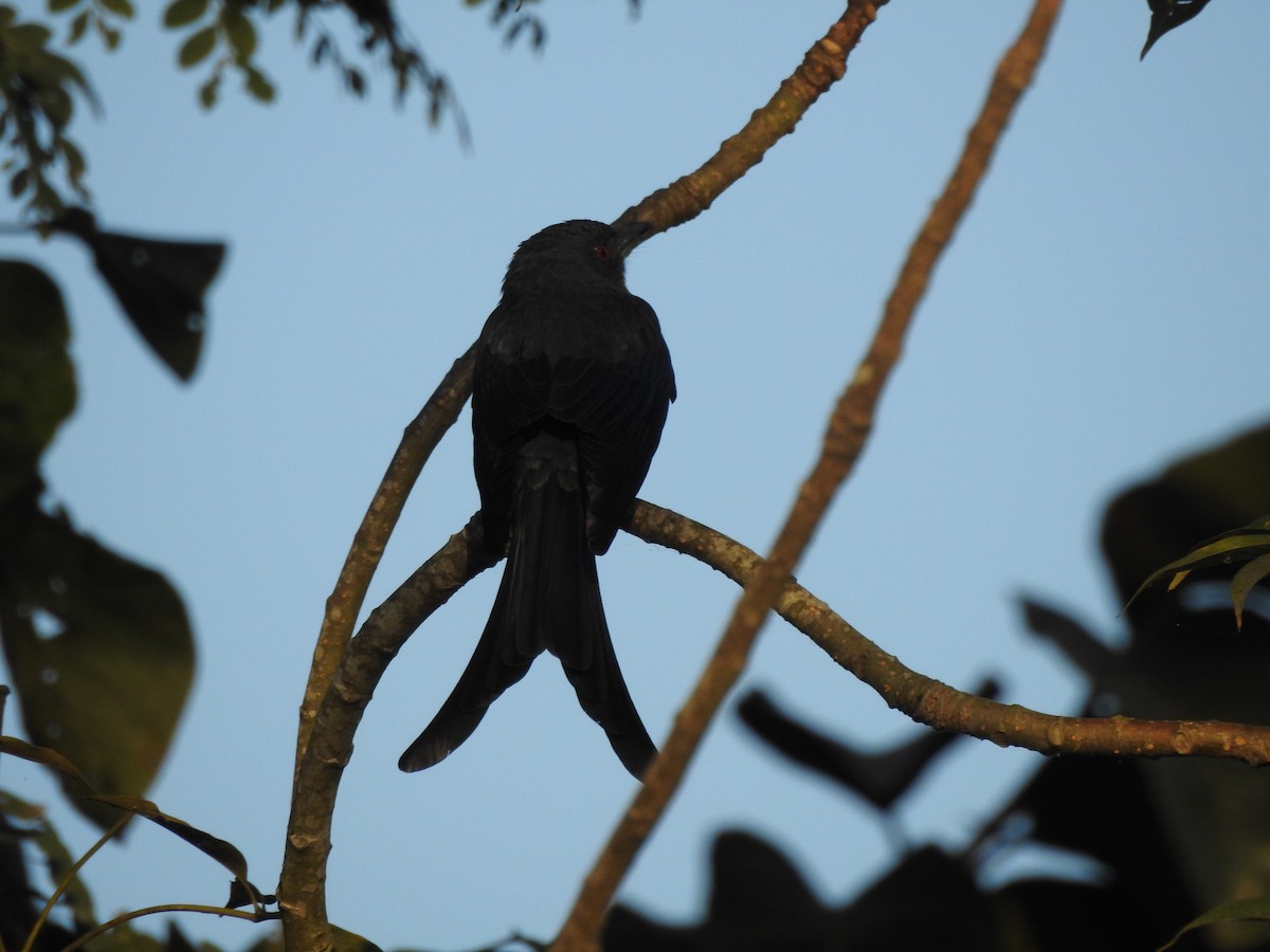 Ashy Drongo - Selvaganesh K