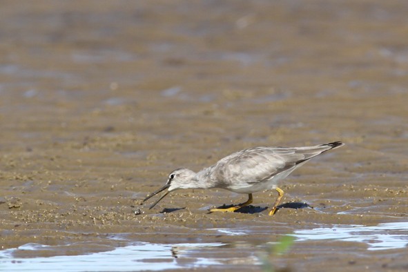 Gray-tailed Tattler - Folkert Hindriks