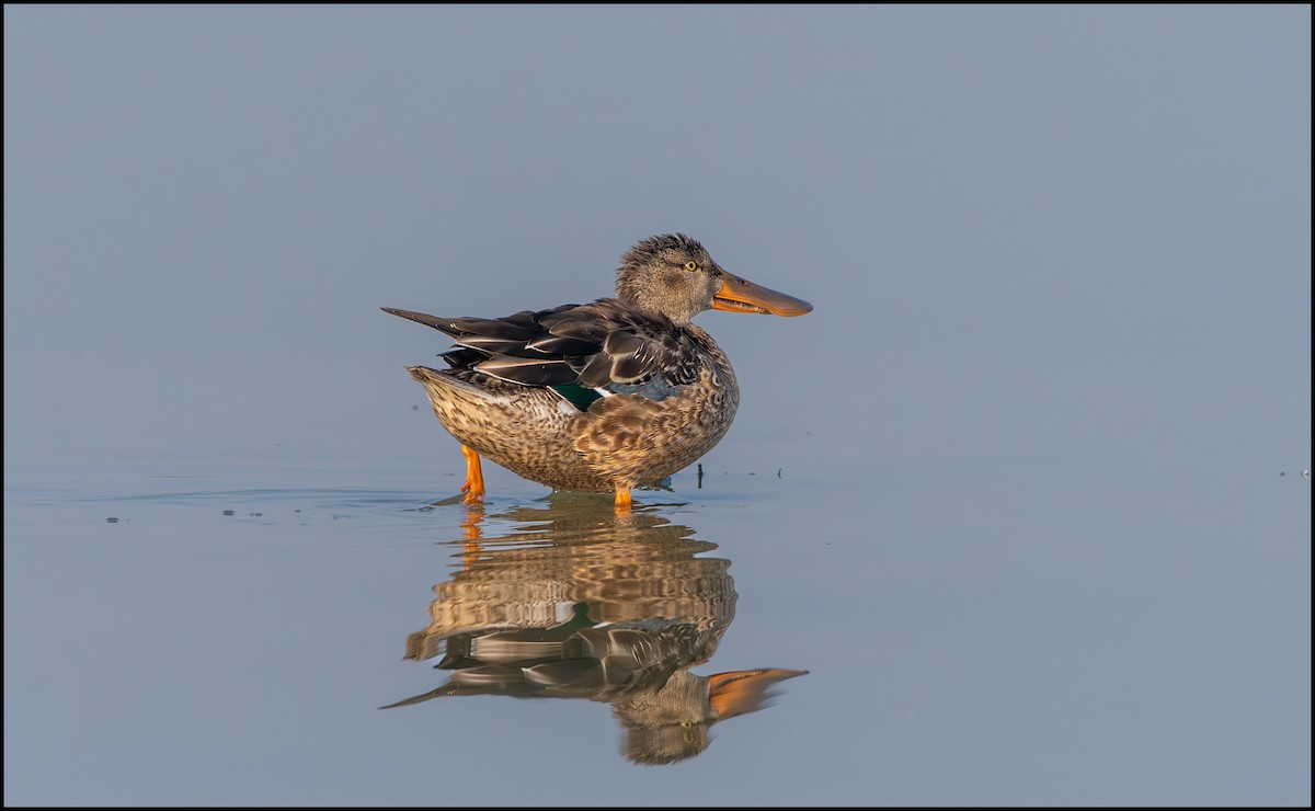 Northern Shoveler - Parth Joshi