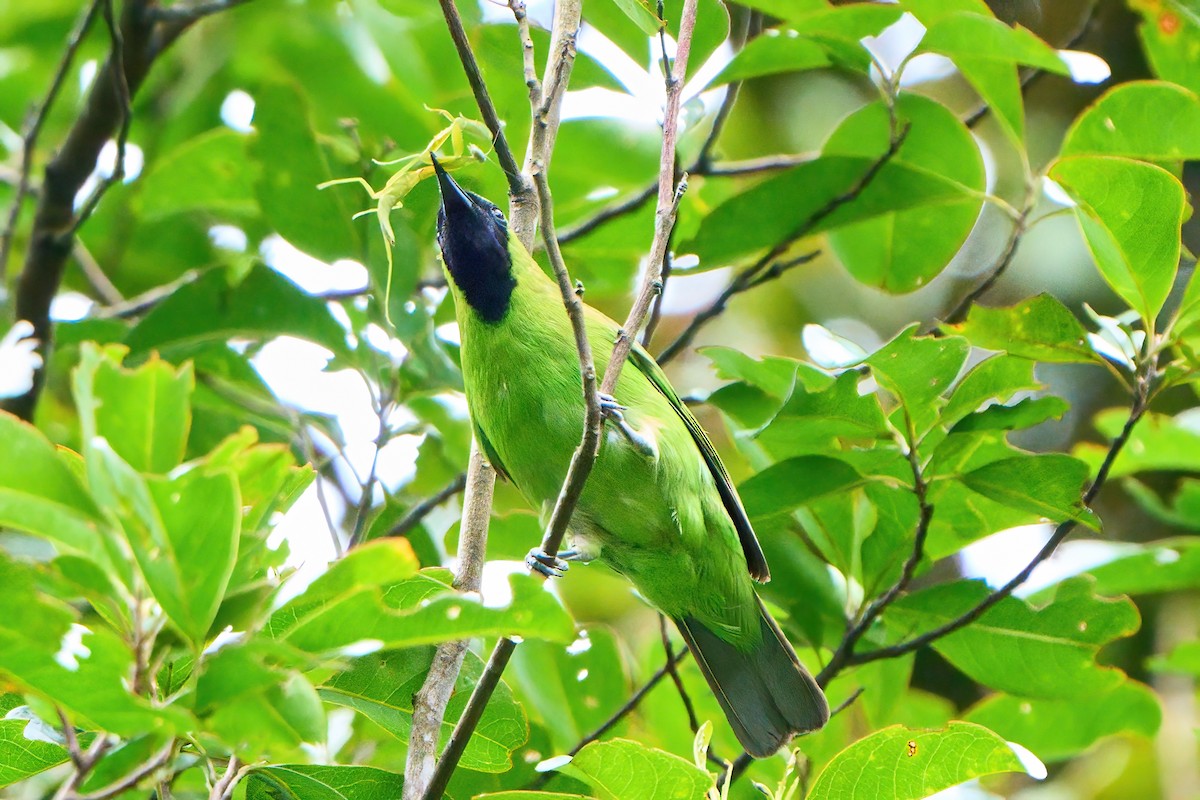 Greater Green Leafbird - Yuh Woei Chong