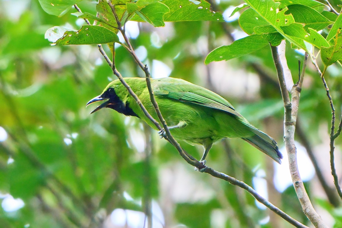Greater Green Leafbird - Yuh Woei Chong
