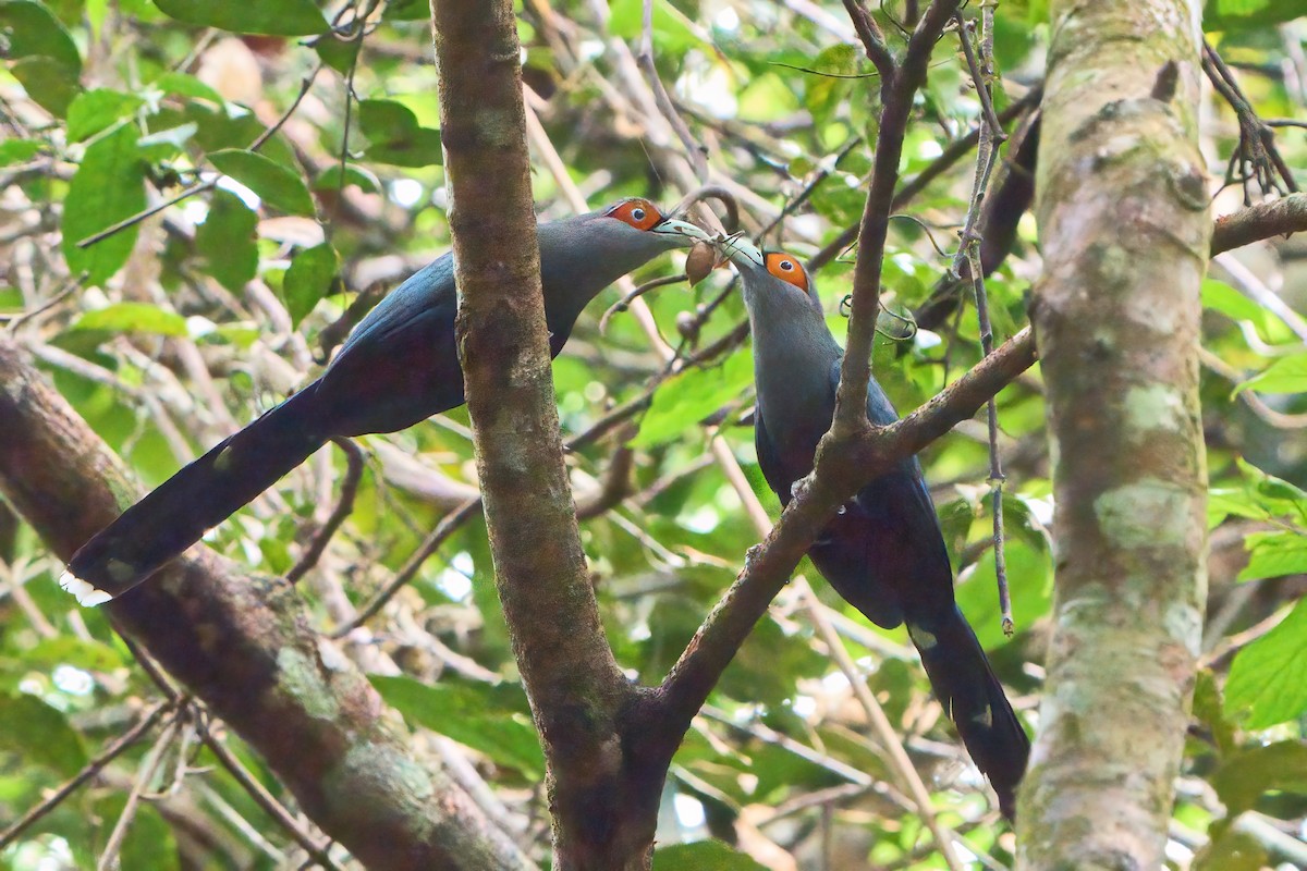 Chestnut-bellied Malkoha - ML619559041