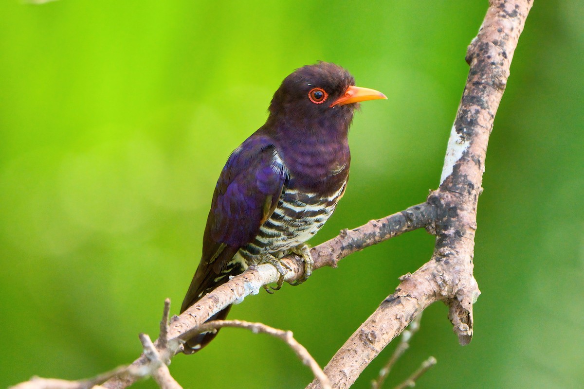 Violet Cuckoo - Yuh Woei Chong