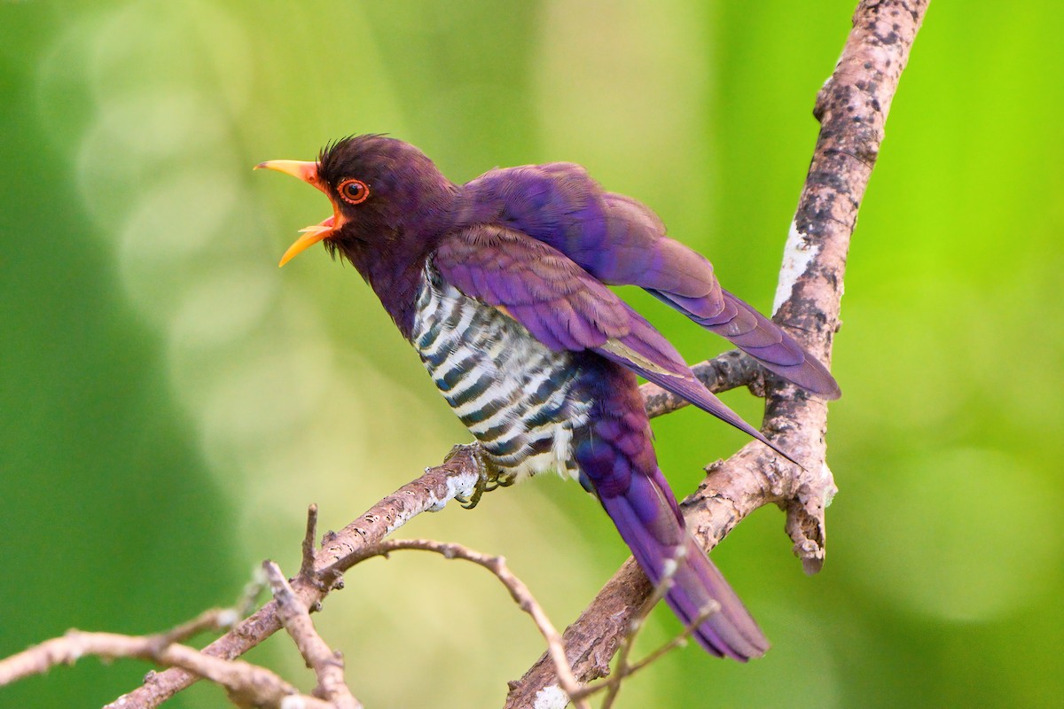 Violet Cuckoo - ML619559044