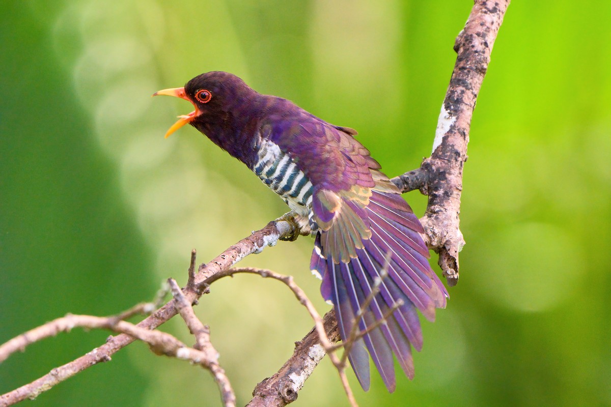 Violet Cuckoo - Yuh Woei Chong