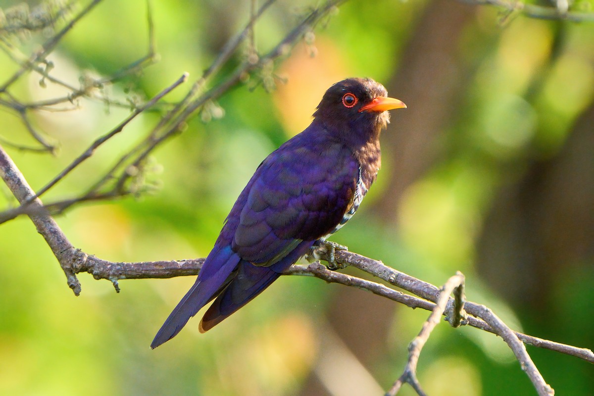 Violet Cuckoo - ML619559046