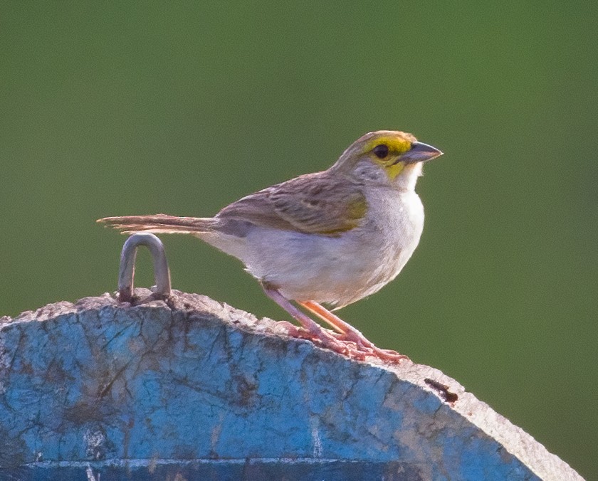 Yellow-browed Sparrow - José Martín