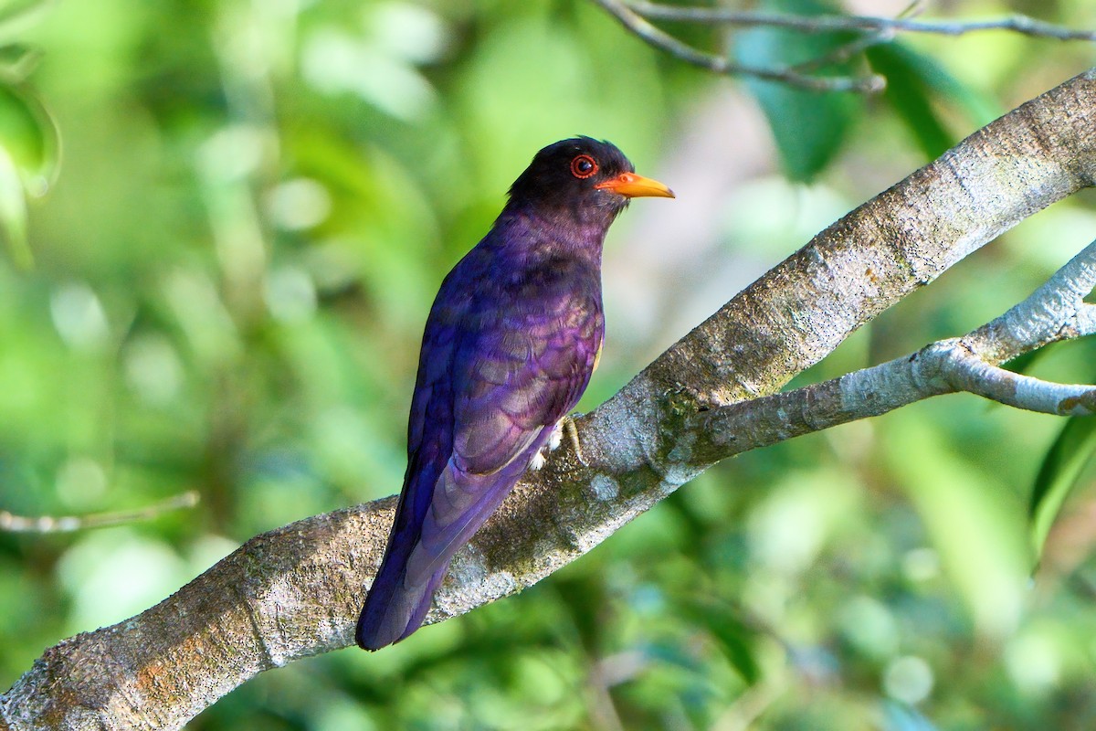 Violet Cuckoo - ML619559053