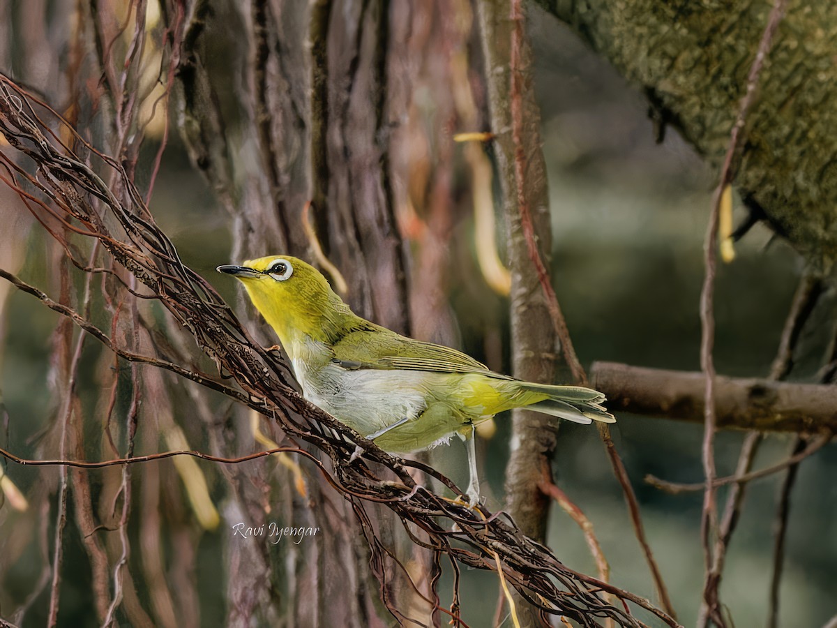 Swinhoe's White-eye - Ravi Iyengar