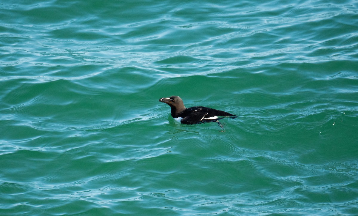 Razorbill - Xavier MENEZ