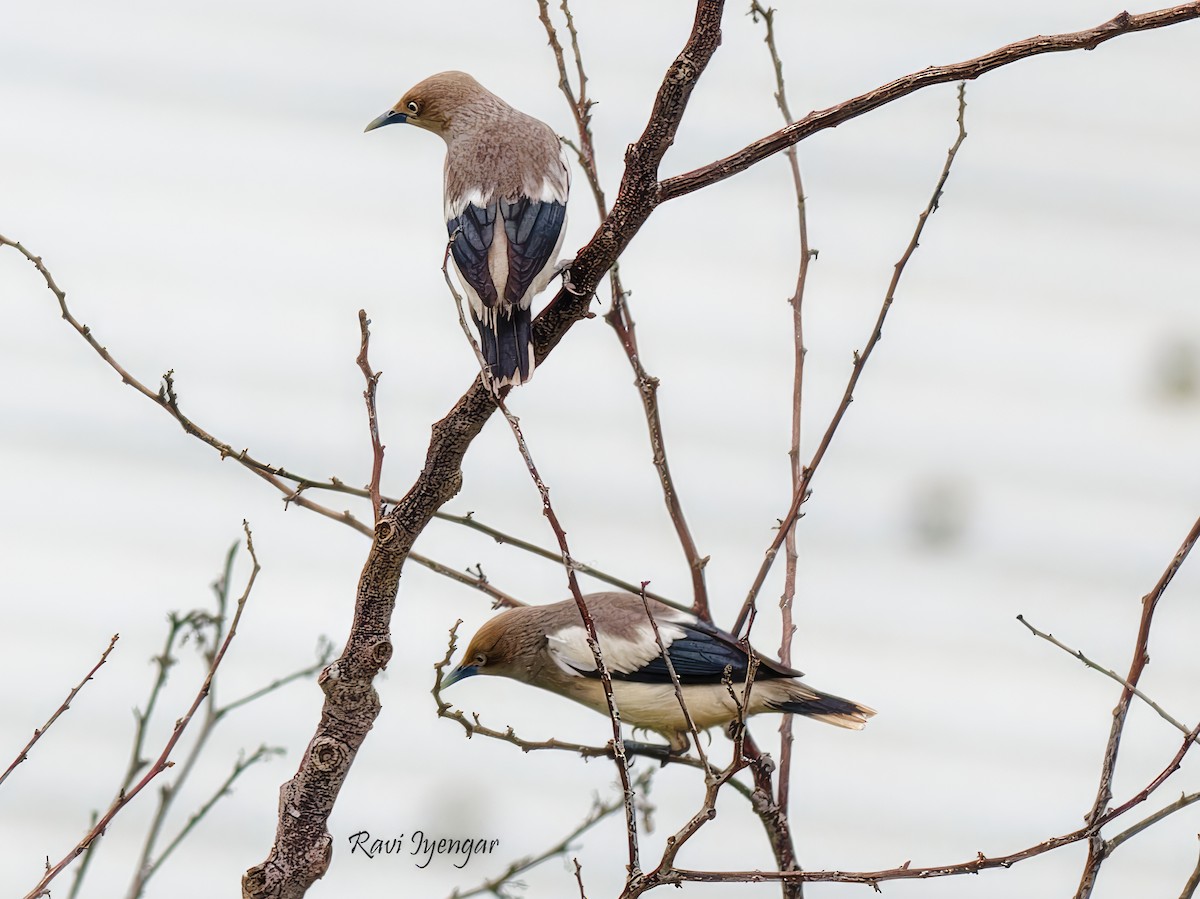 White-shouldered Starling - Ravi Iyengar