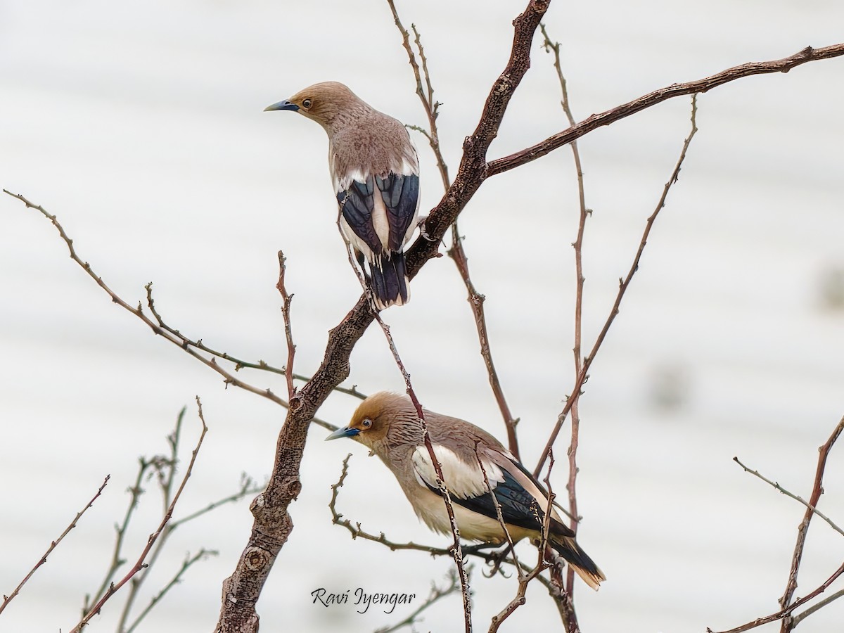 White-shouldered Starling - Ravi Iyengar