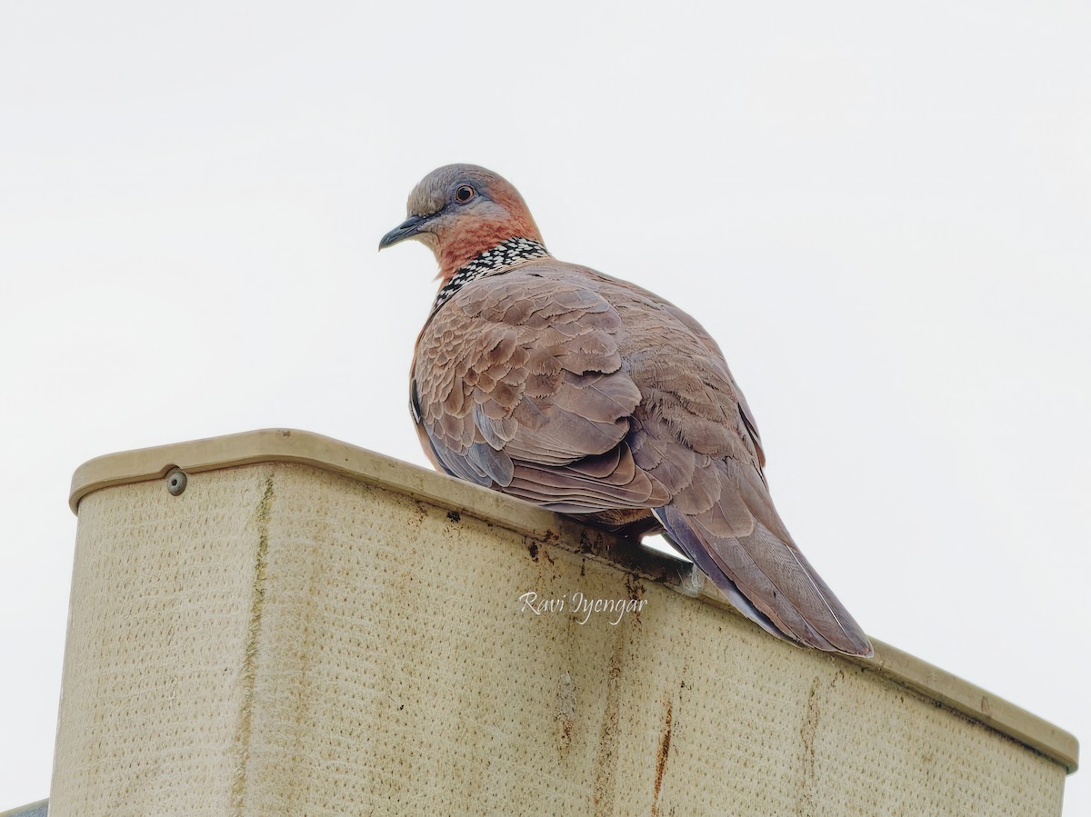 Spotted Dove - Ravi Iyengar