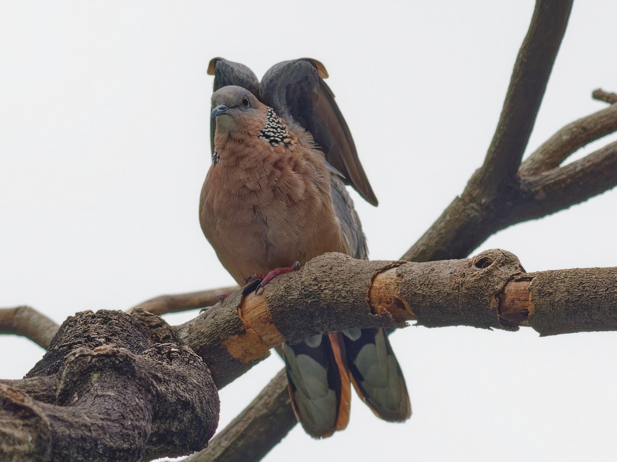 Spotted Dove - Ravi Iyengar