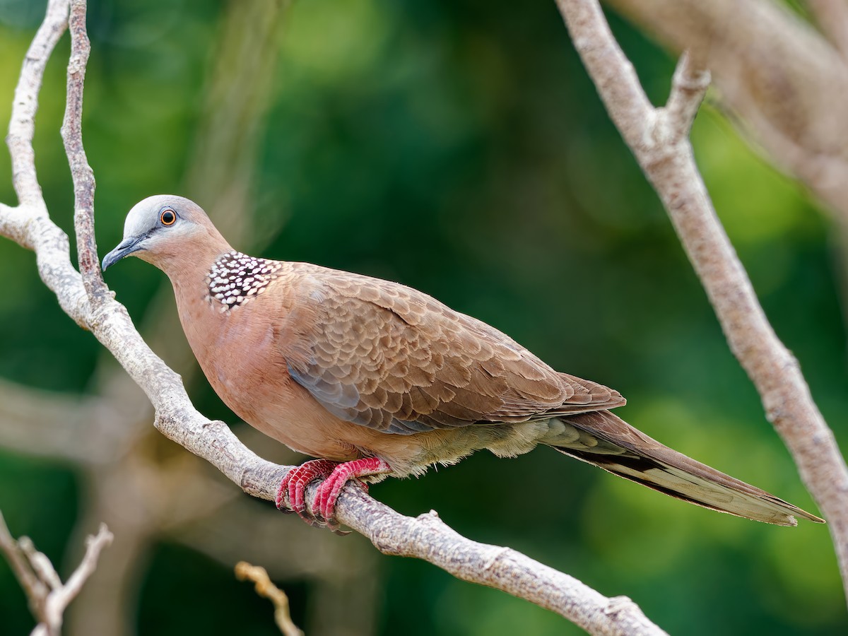 Spotted Dove - Ravi Iyengar