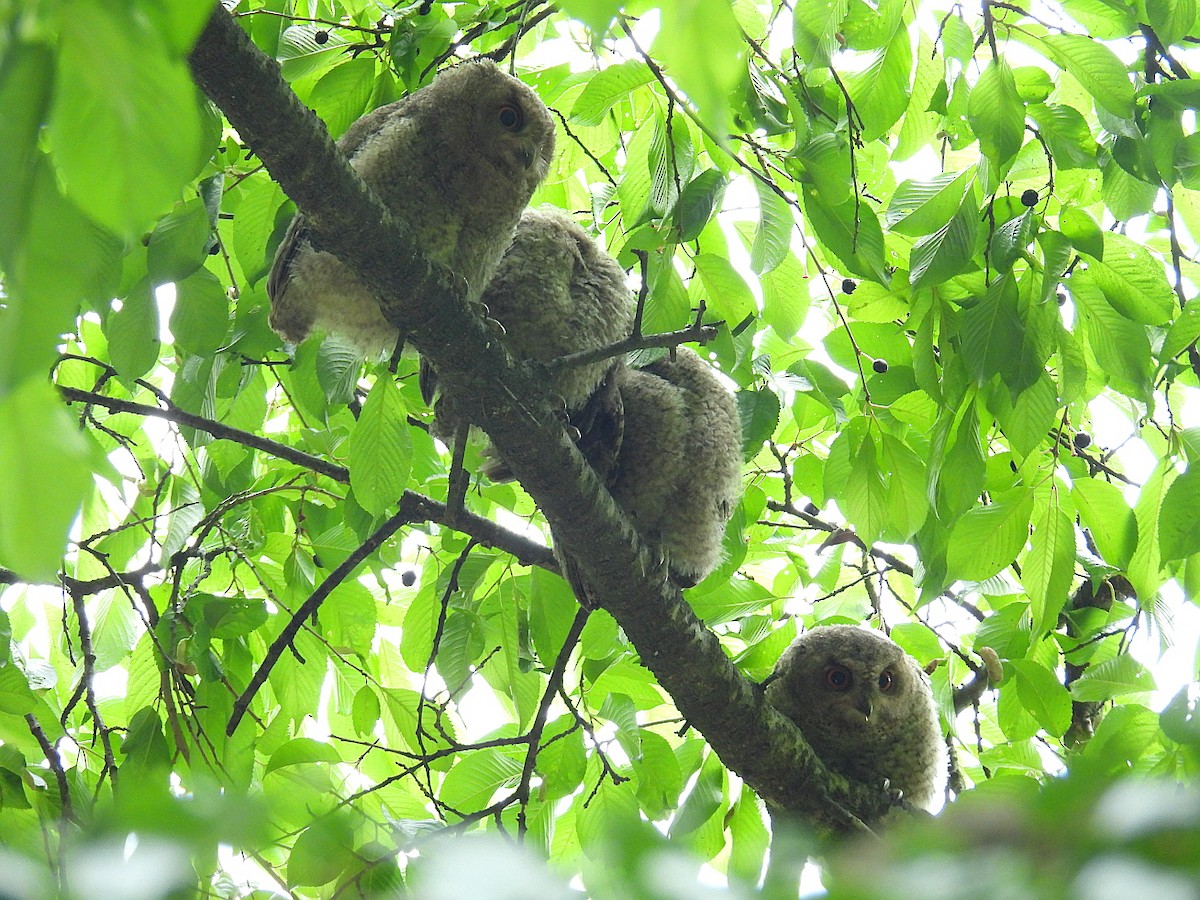 Japanese Scops-Owl - ML619559070