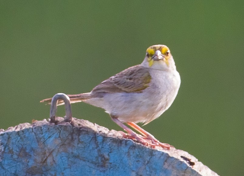 Yellow-browed Sparrow - José Martín