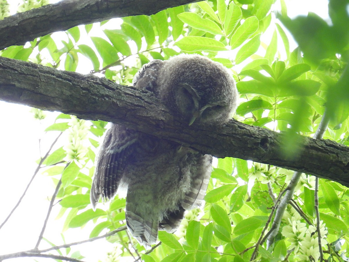 Himalayan Owl - Hogun Cho