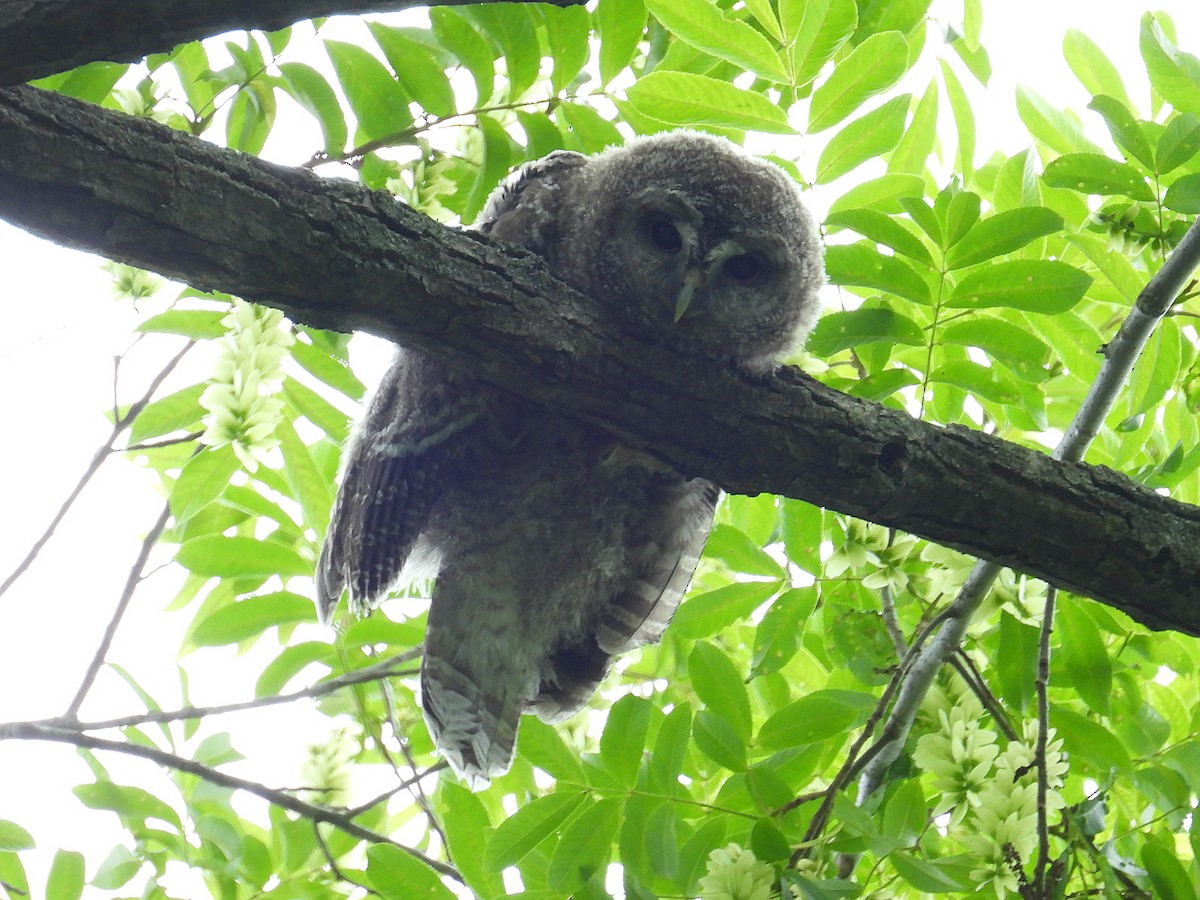 Himalayan Owl - Hogun Cho