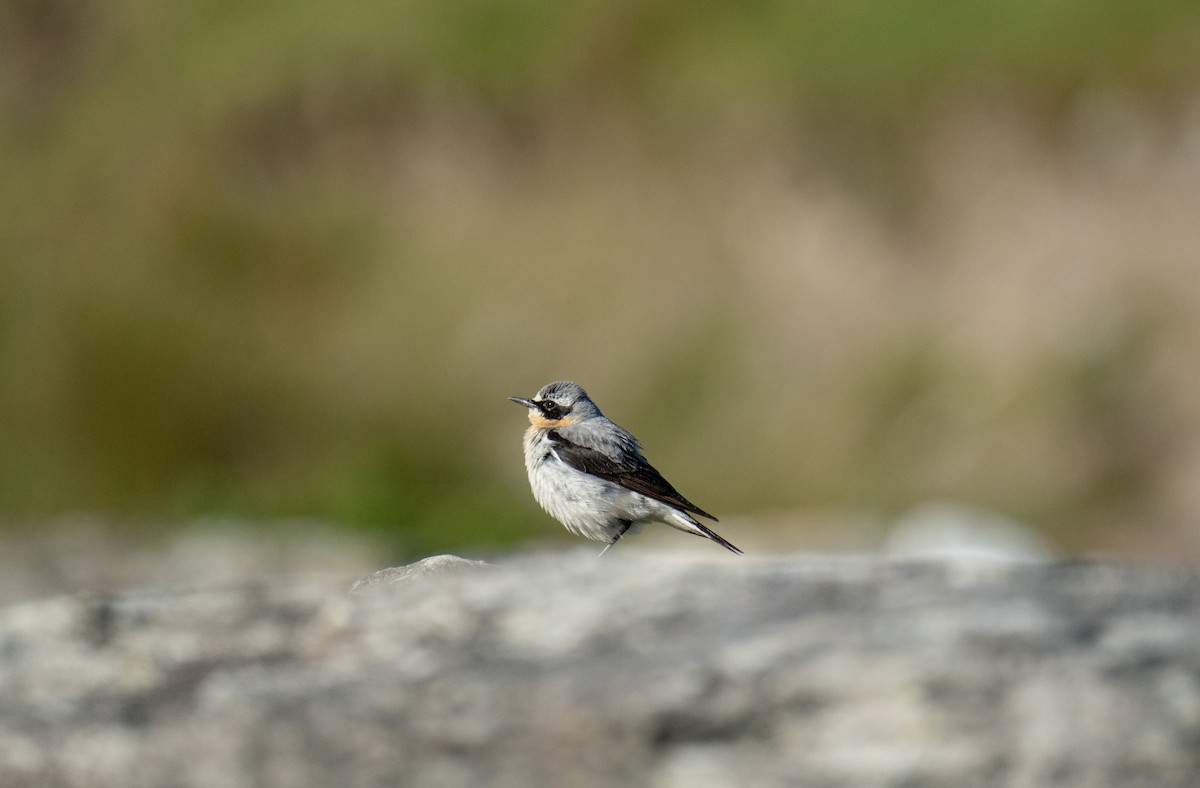 Northern Wheatear - Xavier MENEZ