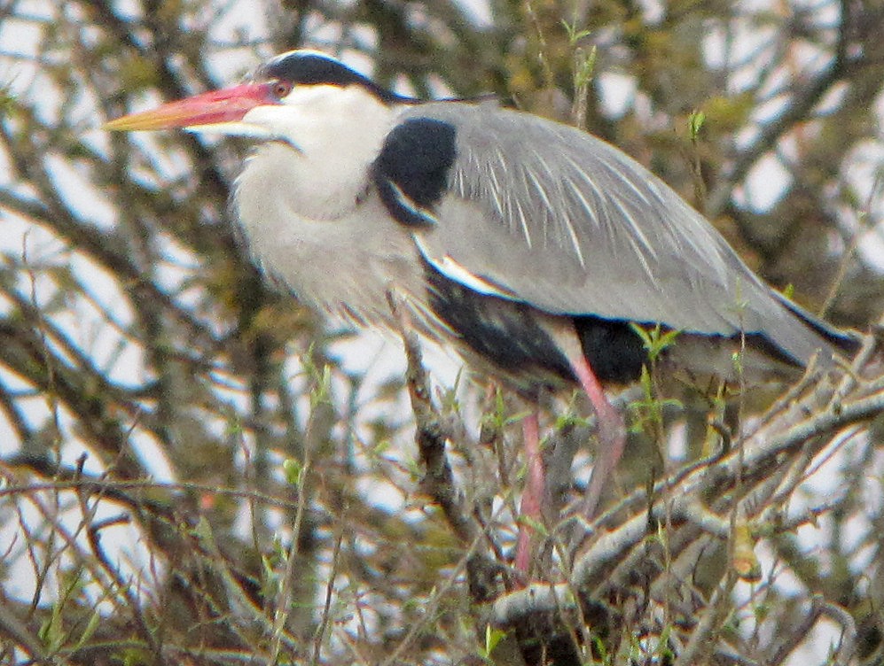 Gray Heron - Peter Milinets-Raby