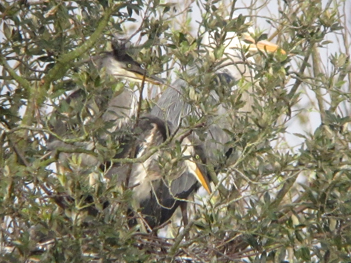 Gray Heron - Peter Milinets-Raby