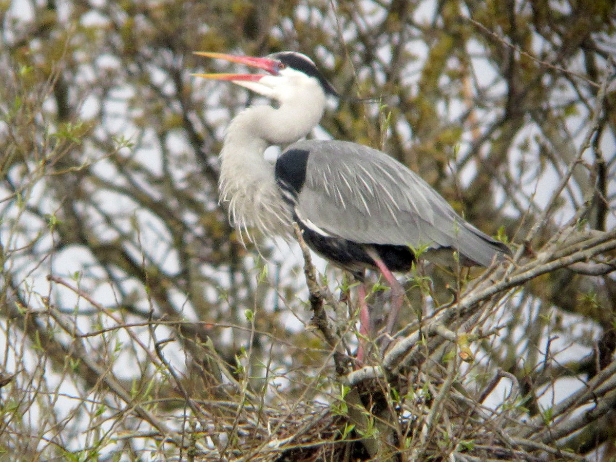 Gray Heron - Peter Milinets-Raby