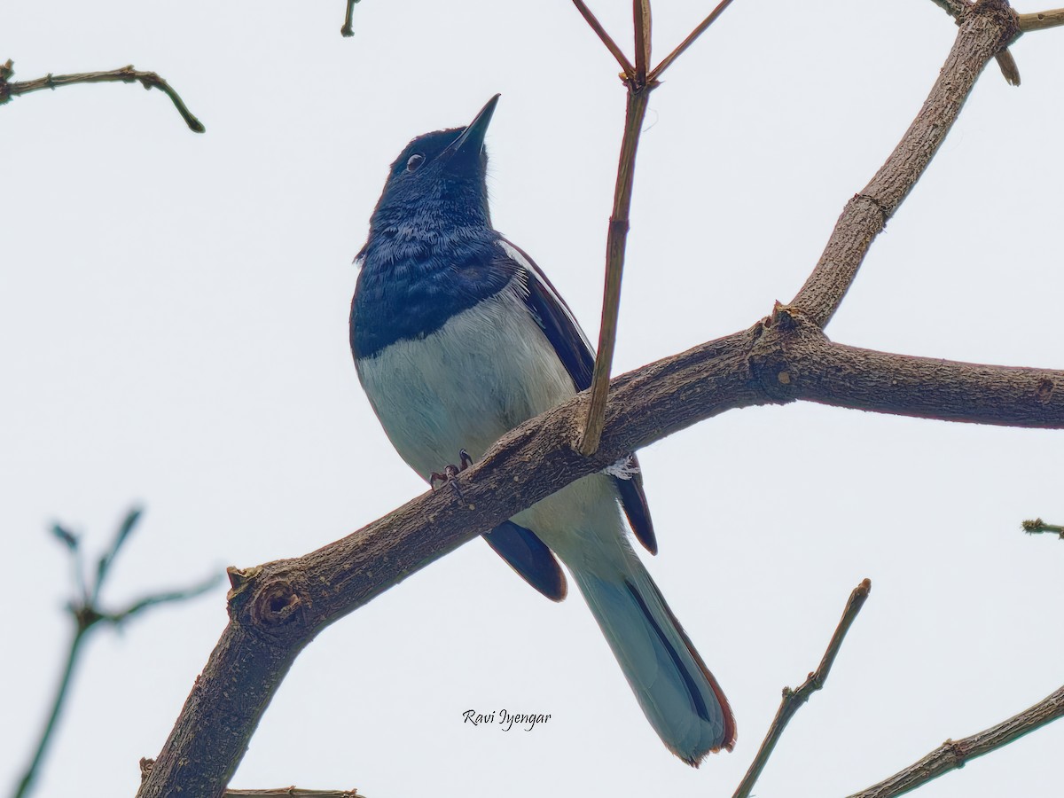 Oriental Magpie-Robin - Ravi Iyengar