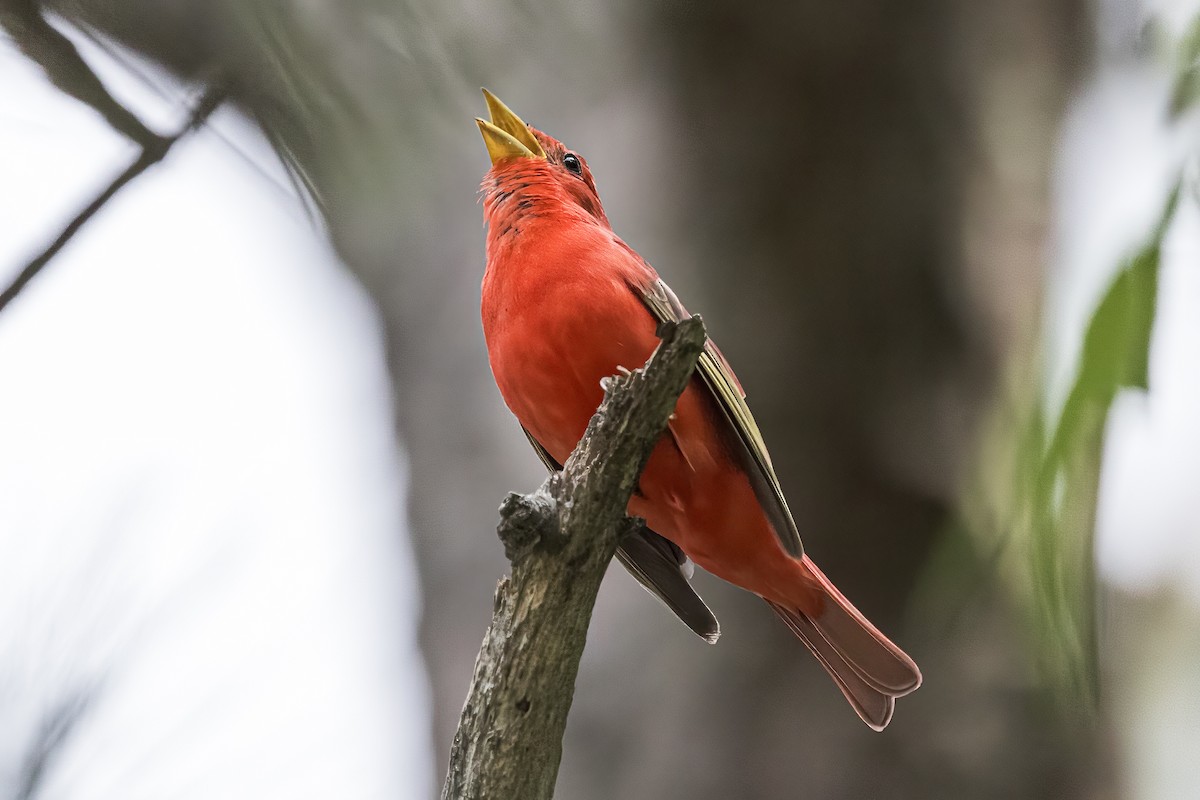 Summer Tanager - Doug Waters