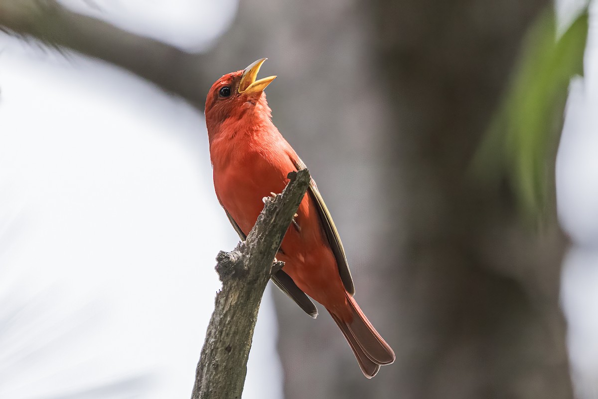 Summer Tanager - Doug Waters