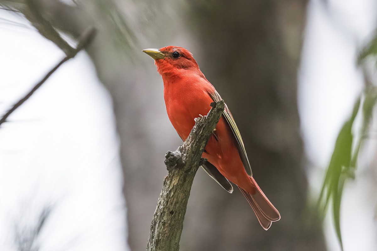 Summer Tanager - Doug Waters