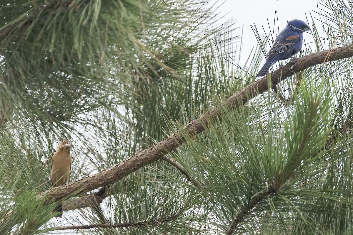 Blue Grosbeak - Doug Waters