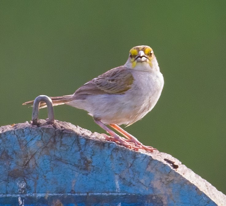 Yellow-browed Sparrow - José Martín