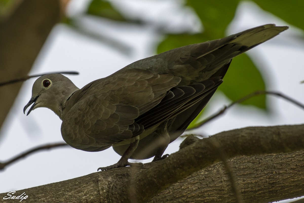 Eurasian Collared-Dove - Sudip Ghosh