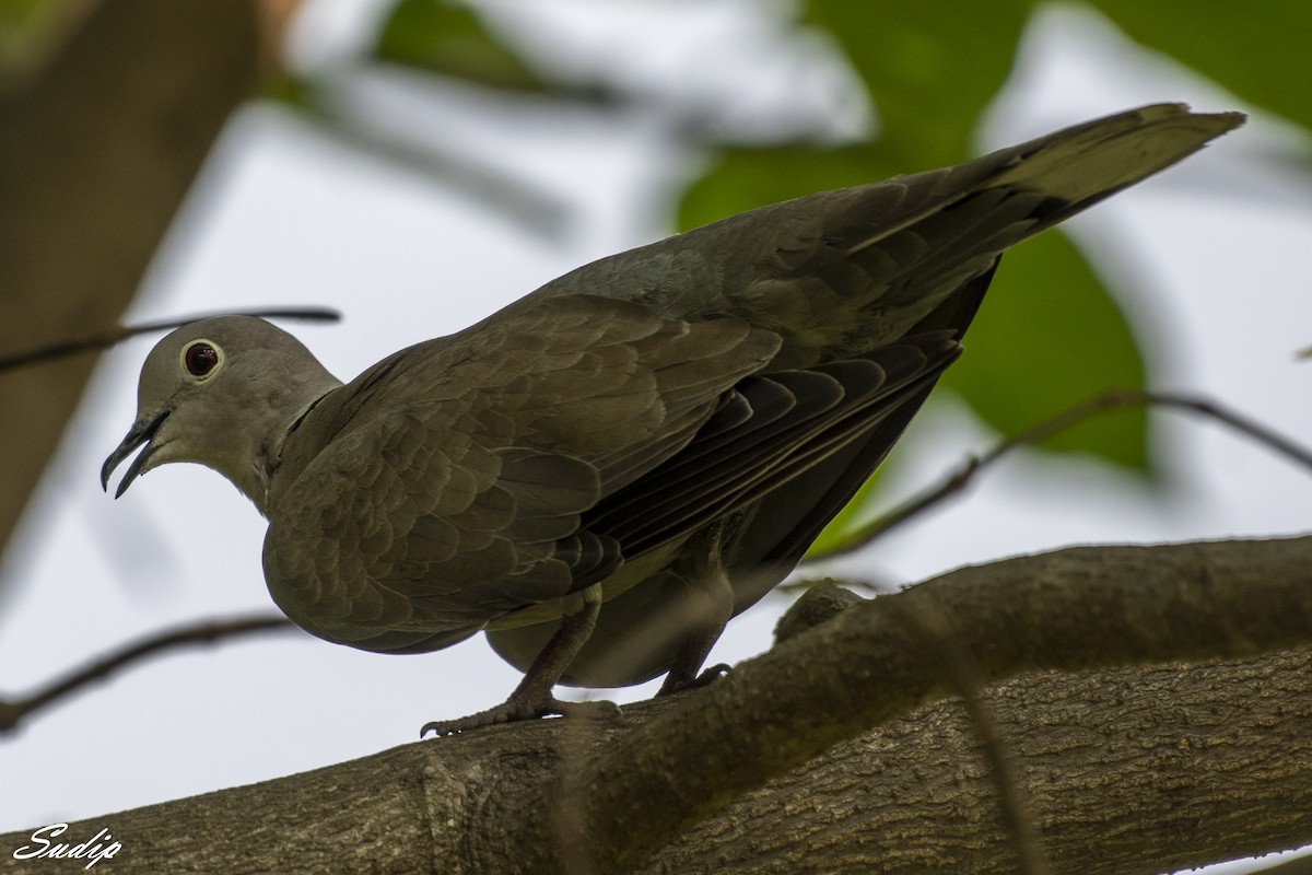 Eurasian Collared-Dove - ML619559097