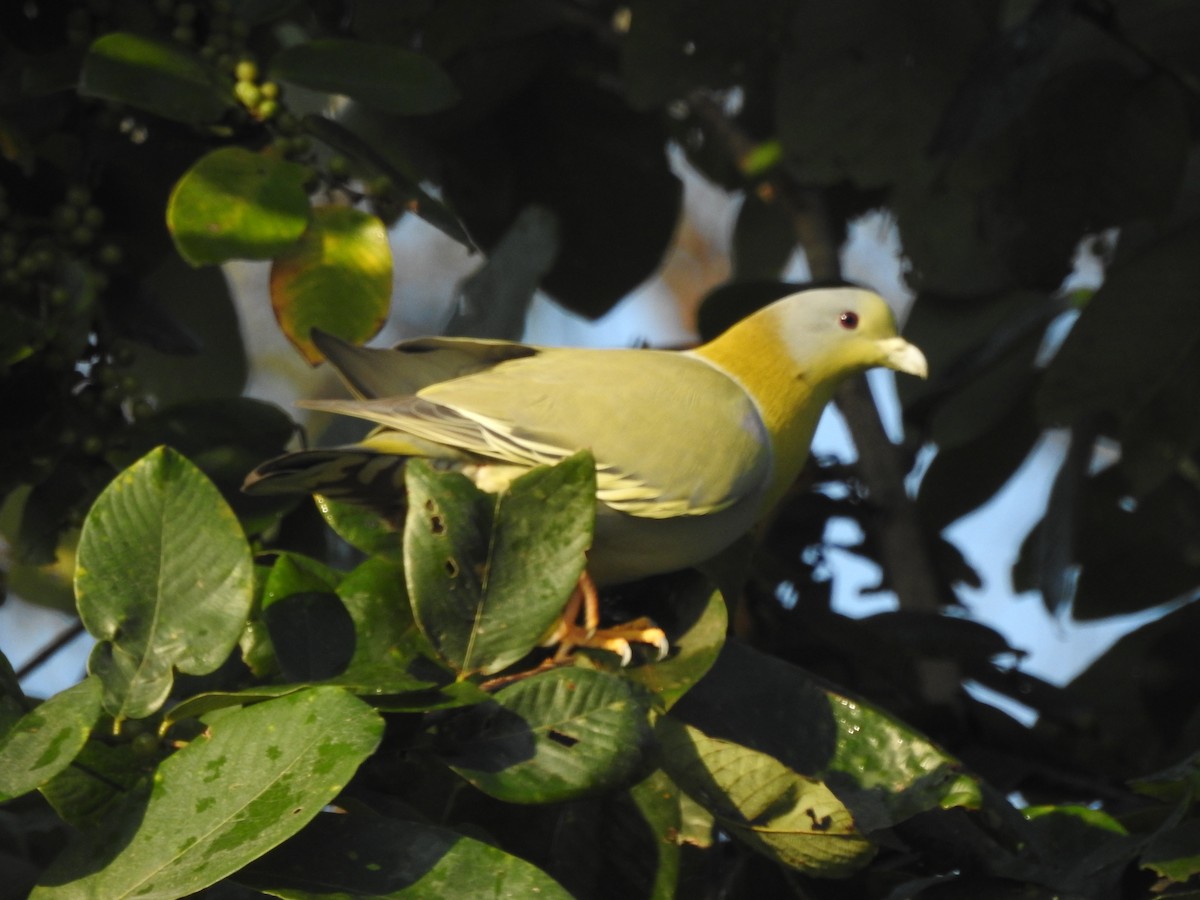 Yellow-footed Green-Pigeon - Selvaganesh K