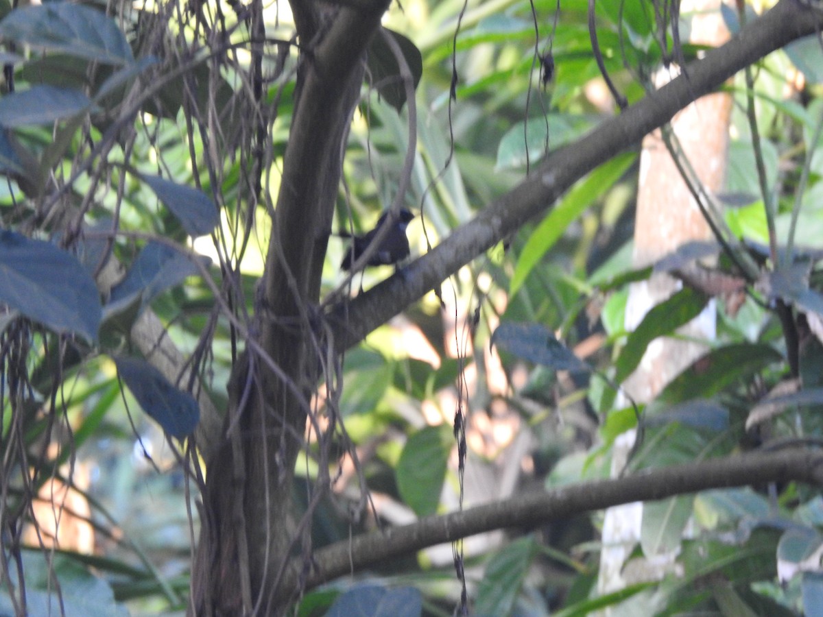 White-throated Fantail - Selvaganesh K